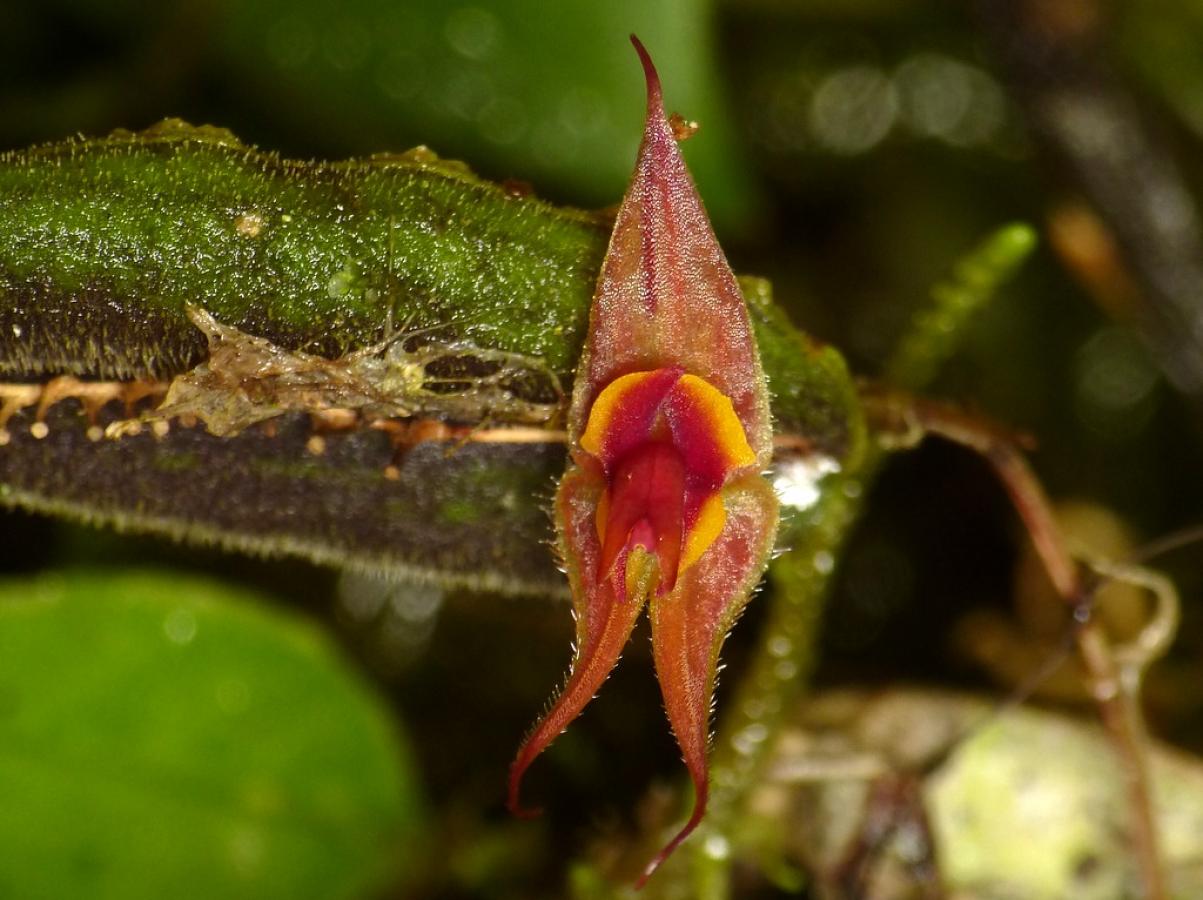 Lepanthes dactylopetala « orchid.guru