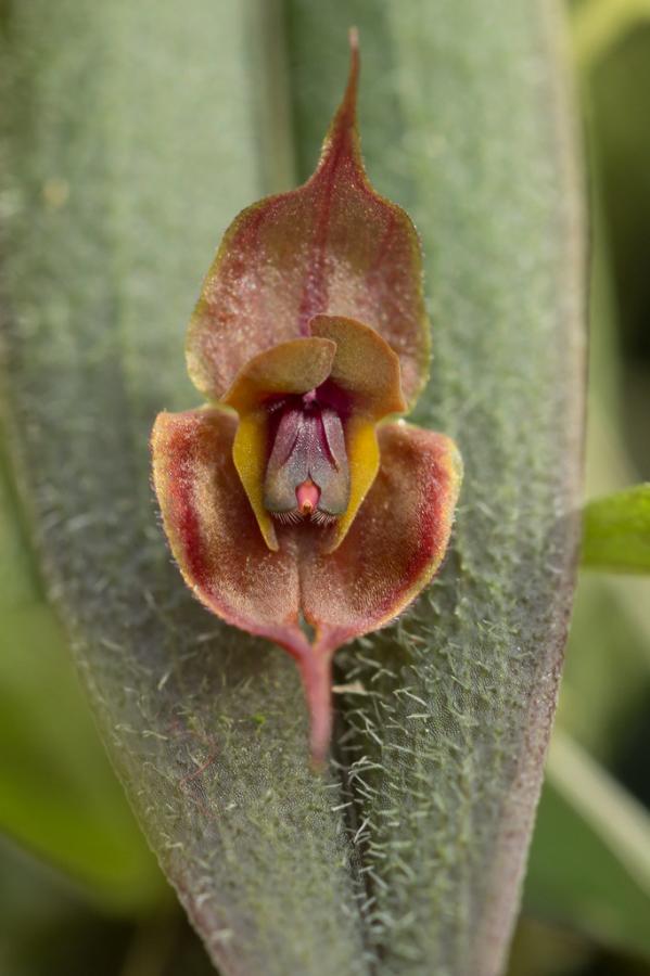 Lepanthes gargoyla « orchid.guru