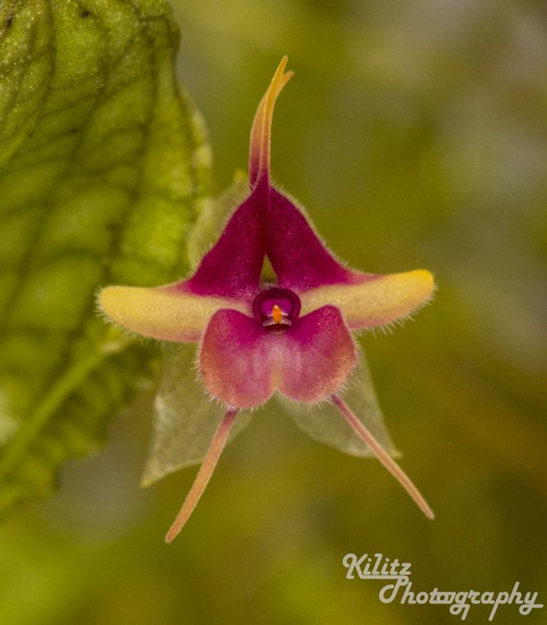 Lepanthes saltatrix « orchid.guru